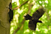 Datel cerny - Dryocopus martius - Black Woodpecker 9078